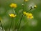 Yellow buttercup wild flowers on green background