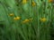 Yellow buttercup wild flowers on green background