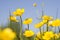 Yellow buttercups