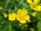 Yellow buttercups close-up