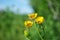 Yellow buttercups closeup, green meadow grass and sky soft bokeh background