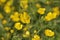 Yellow buttercups in field
