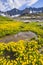 Yellow buttercups flowers in Akchan valley. Mountain Altai lands