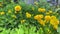 Yellow buttercups flowers. Bright yellow blooming spring flower.