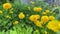 Yellow buttercups flowers. Bright yellow blooming spring flower. Closeup.