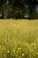 Yellow buttercups in meadow
