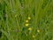 Yellow buttercups and purple vetch flowers in the grass - ranunculus