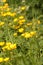 Yellow buttercups Ranunculus bulbosus growing in field close up portrait format.