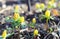 Yellow buttercups sprouted up through the grass spring in the Pa