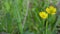 Yellow buttercups swaying in the wind in daylight