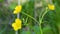 Yellow buttercups swaying in the wind in daylight