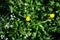 Yellow buttercups and tumbleweed white small flowers close up, green meadow grass soft bokeh background