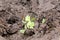 Yellow butterflies eating minerals on the ground.