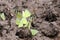 Yellow butterflies eating minerals on the ground.