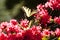 Yellow butterflies and pink azaleas