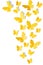 Yellow butterflies on white background