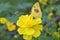Yellow Butterflies at Yellow Cosmos Flowers