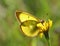 Yellow butterfly