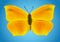 Yellow butterfly