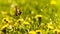 Yellow Butterfly above spring meadow and sow-thistle