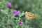 Yellow butterfly on barometer bush flower