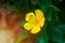 Yellow butterfly on bright yellow flowers of Sage Rose, West Indian Holly