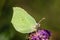 Yellow butterfly brimstone sits on flower