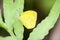 Yellow butterfly called Eurema hecabe