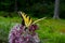 Yellow butterfly feeding on a flower