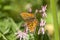 Yellow butterfly on flower