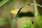 Yellow butterfly on green leaf