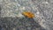 Yellow butterfly insect tiny creature