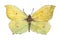 Yellow butterfly - lemongrass buckthorn