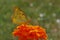 Yellow butterfly on marigold flower