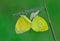 Yellow butterfly mating