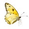 Yellow butterfly melitaea persea on a white isolated background. Generation of AI