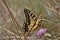 Yellow butterfly over a grass field