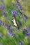 Yellow butterfly Papilio Machaon on a lavender
