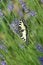 Yellow butterfly Papilio Machaon on a lavender