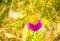 Yellow butterfly on purple flower Rhodope mountain Bulgaria