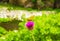 Yellow butterfly purple flower summer scenery Rhodope mountain Bulgaria