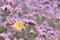 Yellow butterfly in purple flowers