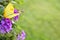 Yellow Butterfly on Purple Flowers Background