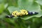 Yellow Butterfly rest on green big leaf. bluer background