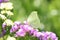 Yellow butterfly sitting on purple statice flower in garden closeup background