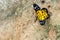 Yellow Butterfly on stone