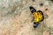 Yellow Butterfly on stone