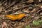 Yellow butterfly with strange marking like the eyes sitting on the ground