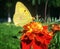 Yellow butterfly on there flower tagete