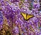 Yellow Butterfly in Wisteria